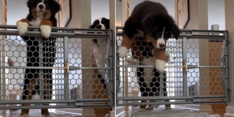 Video Shows How Dog Reacts When Mom Grabs an Amazon Delivery