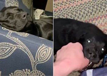 Video Shows Two Wildly Different Moods of Black Labradors