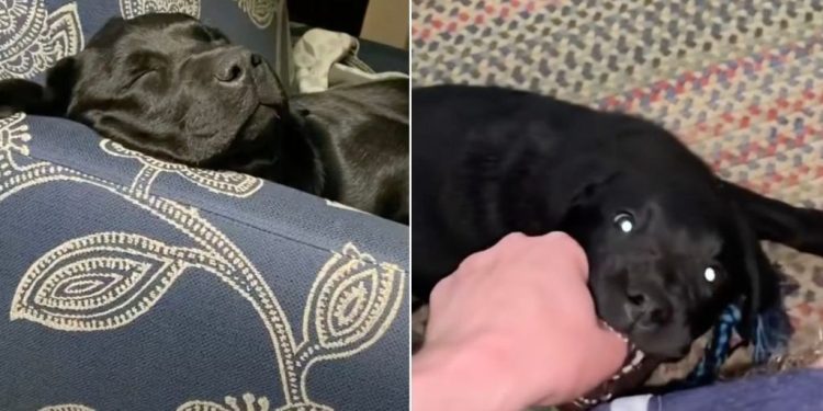 Video Shows Two Wildly Different Moods of Black Labradors