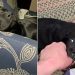 Video Shows Two Wildly Different Moods of Black Labradors