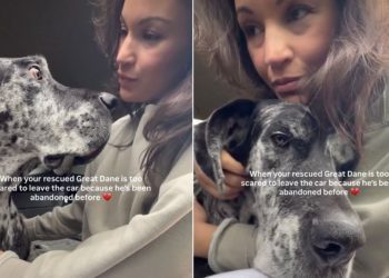 Rescue Dog Gets Nervous About Getting Out of the Car for This Heartbreaking Reason