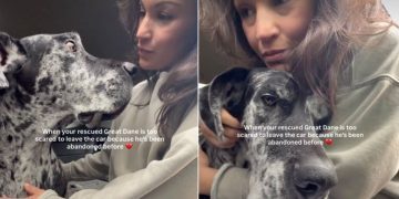 Rescue Dog Gets Nervous About Getting Out of the Car for This Heartbreaking Reason