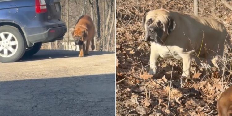 Dogs Are ‘Totally Unfazed’ After Owner Catches Them Coming Out of Woods