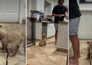 Golden Retriever Puppy Wants to Be Where Dad Is in Adorable Video