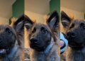 Video: Dog Take Gentle Command a Little Too Seriously
