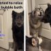 Pack of Huskies Gets ‘Worried’ Seeing Owner Relax in a Bubble Bath
