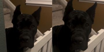 Video Shows Dog Waiting Up for Mom While Everyone Goes to Bed