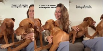 Older Dog’s Morning Plans Don’t Match With Puppy’s in Funny Video
