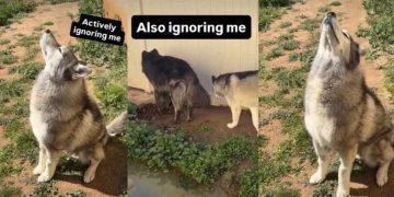 Dog ‘Actively’ Ignores Owner in Hilarious Video