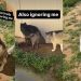 Dog ‘Actively’ Ignores Owner in Hilarious Video