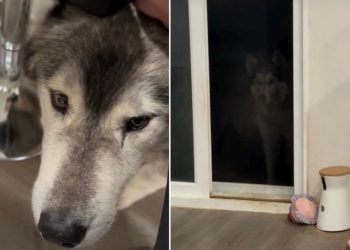 Husky Sets ‘Trap’ For Furry Brother in Funny Video