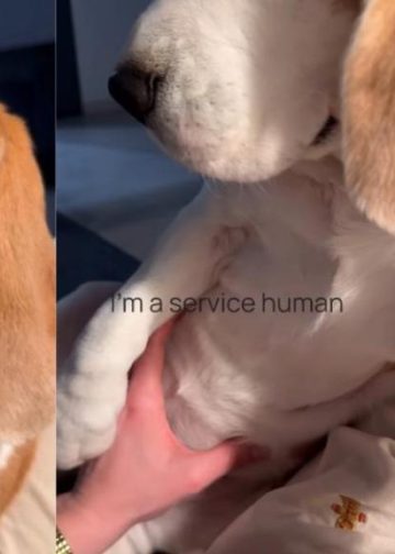 Dog Exposes Owner as Full-Time ‘Service Human’ in Hilarious Video