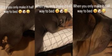 Video: Dog Too Sleepy to Make It to Bed Ends Up Sleeping Like This