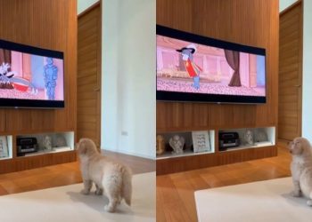 Video: Golden Retriever Puppy Sits to Watch Tom & Jerry