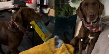 Video: Dog Never Misses Book Reading Ritual at Day’s End