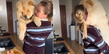 Video: Chow Chow Adorably Reacts to Mom Taking Out Chicken