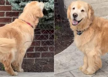 Golden Retriever Carefully Investigates a Bush for Hidden Object