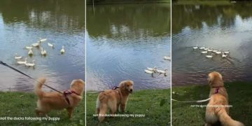 Golden Retriever Charms Ducks at the Lake Effortlessly