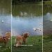 Golden Retriever Charms Ducks at the Lake Effortlessly