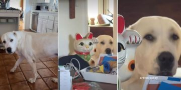 Video: Dog Demands Fair Play for Both Her & Her Sister