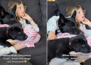 Dog & Puppy Are Fully Invested in What’s on TV