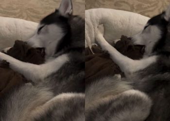 Big Dog Falls Asleep While Chewing on His Blanket