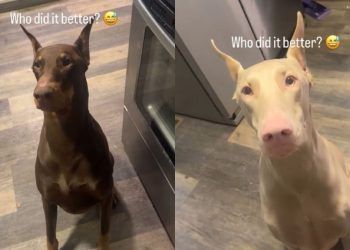 Video: Dogs Have Two Different Versions of How They ‘Speak’