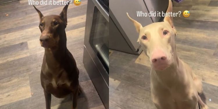 Video: Dogs Have Two Different Versions of How They ‘Speak’