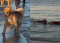 Video: Dog Having Best Time at Golden Retriever Meetup