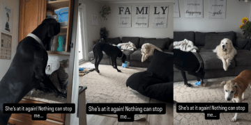 Great Dane Gains Cat Sibling’s Subtle Support To Steal Treats