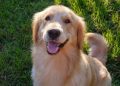 Golden Retriever Crowned as First Pet Mayor of Forsyth Humane Society