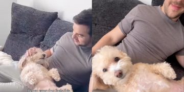 Video: Tiny Dog Is Super Comfy Getting Head Rubs From Owner