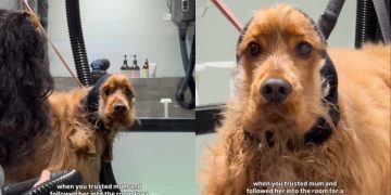 Video: Dog Follows Mom for Treat but Ends up at Groomers