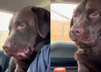 Dog Says ‘Absolutely No’ to a Pretend Bite From Owner in Adorable Video