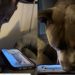 Video: Dog’s Love for the Phone Will Surprise You