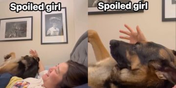 Dog Brings Owner’s Hand Back to Her Head for More Scratches