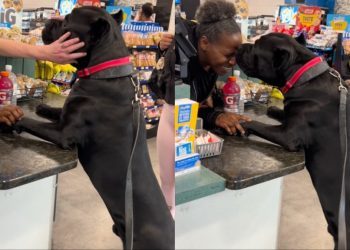 Video: Dog Gives Kisses Immediately After Stranger Asks for One