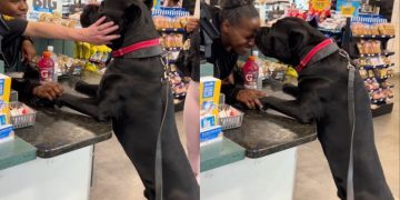 Video: Dog Gives Kisses Immediately After Stranger Asks for One