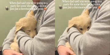 Golden Retriever Puppy Melts Into Owner’s Arms During Vet Visit