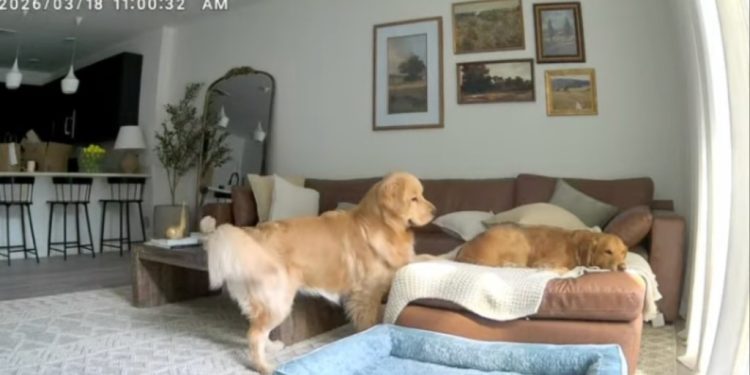 Golden Retriever’s Only Job Is to ‘Directly Exist’ in Furry Brother’s Business