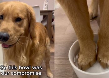 Golden Retriever Doing ‘Toe Bean Soak’ To Fight Allergies Melts Hearts