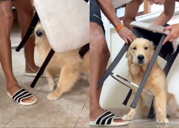 Golden Retriever Hilariously Gets Himself Stuck Under a Chair