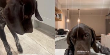 German Shorthaired Pointer Cautiously Approaches Broccoli for First Time
