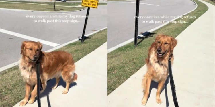 Golden Retriever Is Heistant To Walk Past ‘Stop Sign’ for a Reason