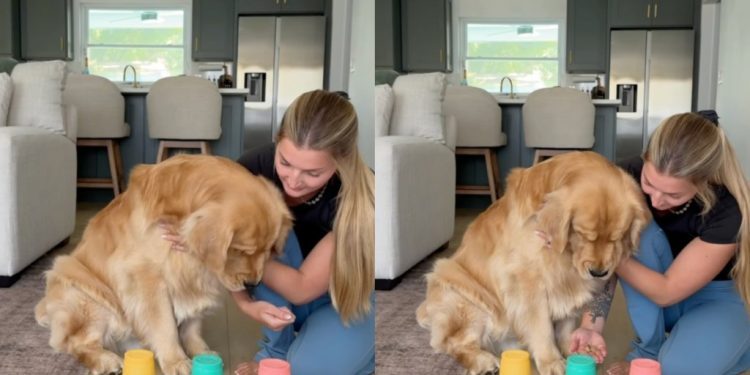 Video: Golden Retriever Slowly Aces Treat Under Cup Challenge