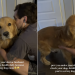 Golden Retriever Gets Daily Health Checkups Because of Dog Mom