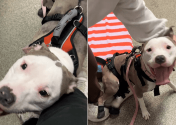 Rescue Dog’s Reaction to Getting Prosthetic Legs Is Priceless