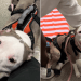 Rescue Dog’s Reaction to Getting Prosthetic Legs Is Priceless