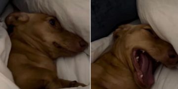 Video: Dog Is Just Not Ready to Get Out of Bed on a Sunday