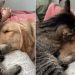 Video: Cat Holds Golden Retriever Close & Showers With Kisses